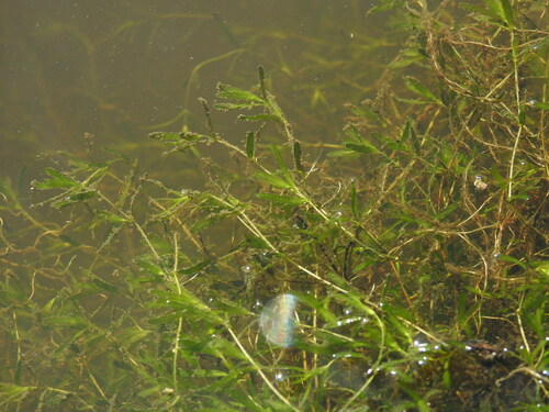 Short-leaved Water-starwort (Callitriche truncata)