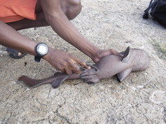 Short-Tail Nurse Shark photo 4