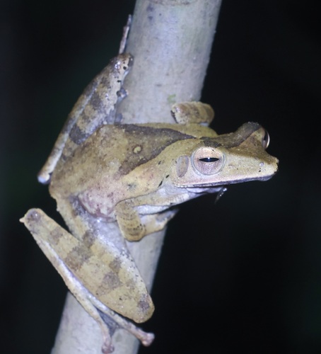 Polypedates colletti