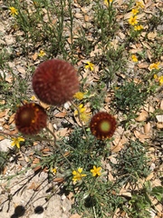 Gaillardia suavis