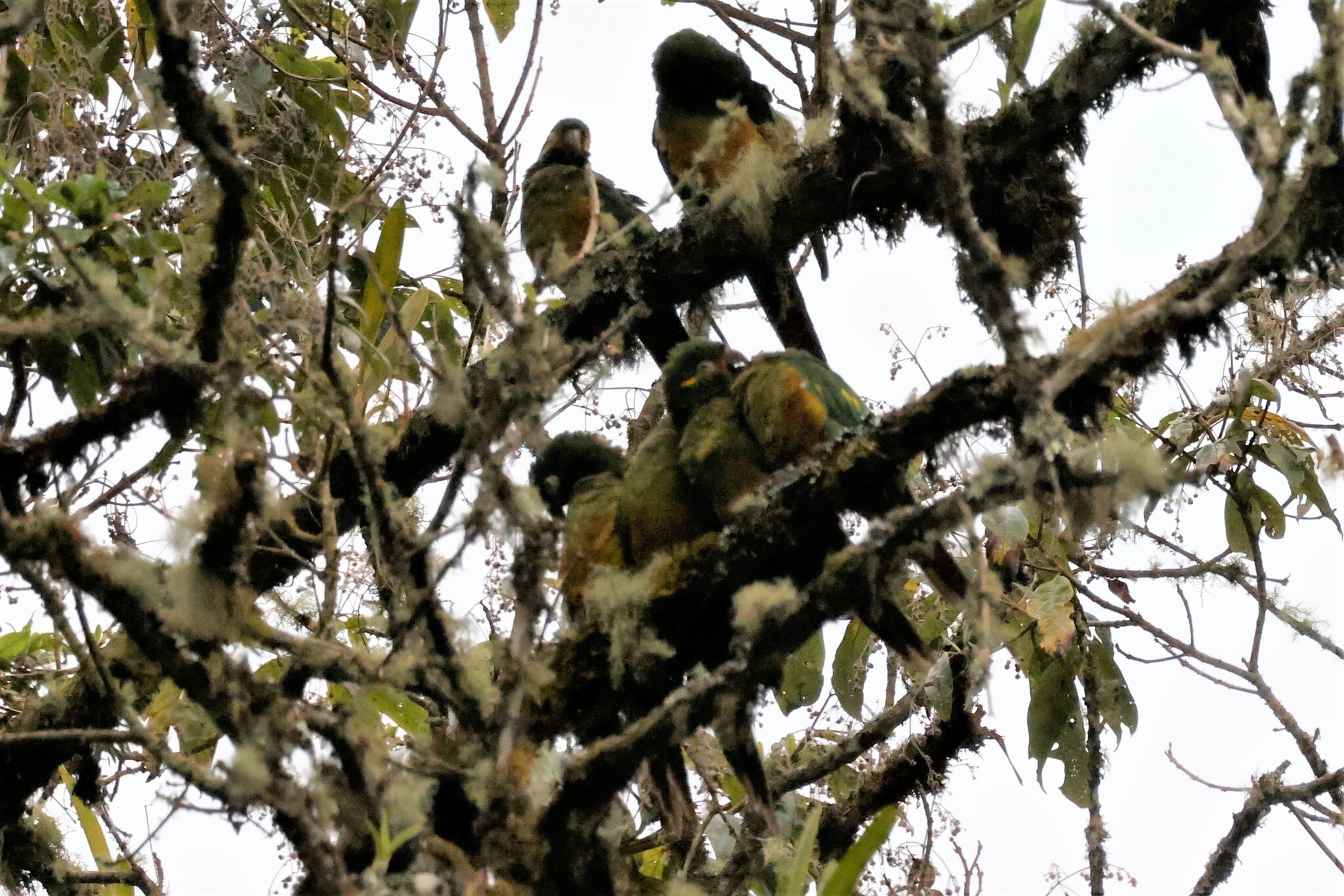 Golden-plumed Parakeet (Leptosittaca branickii), photo 6