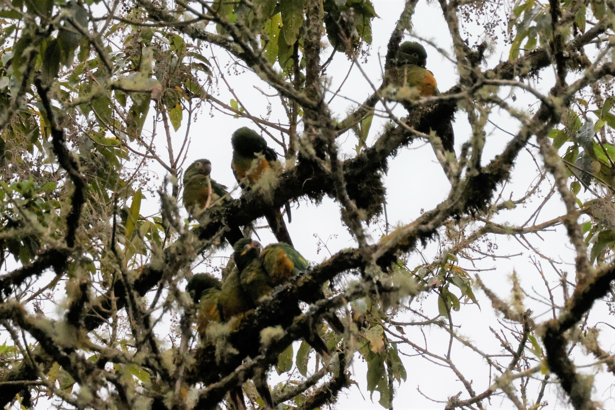 Golden-plumed Parakeet (Leptosittaca branickii), photo 7