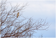 Spiziapteryx circumcincta