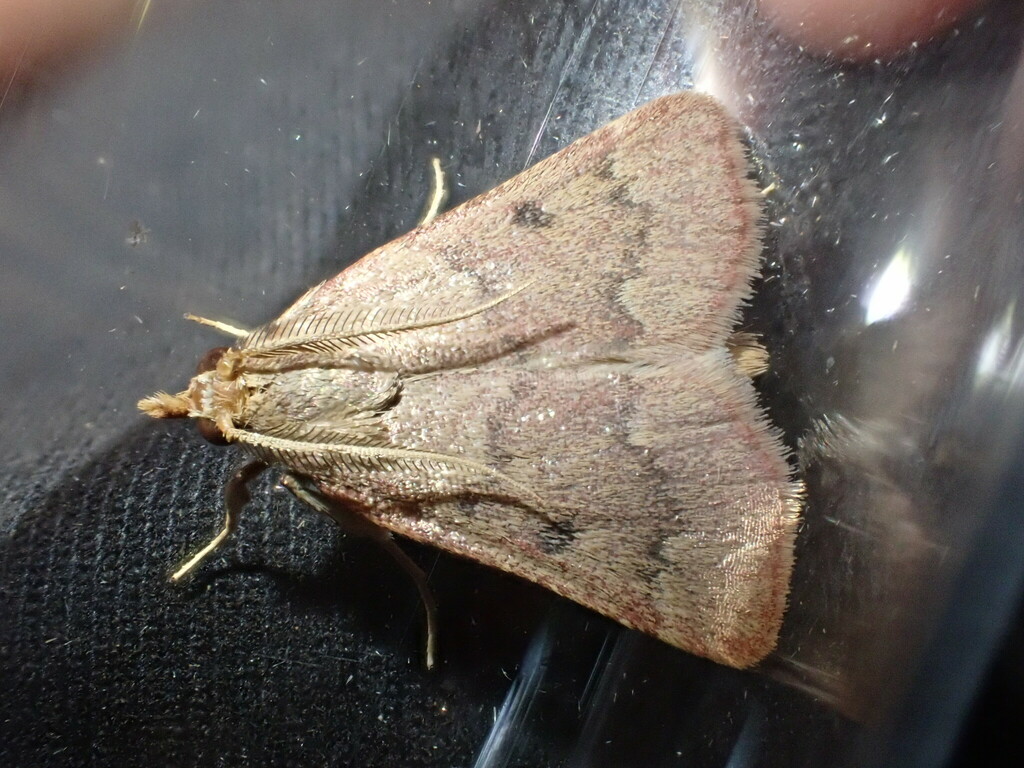 Maradana vidualis