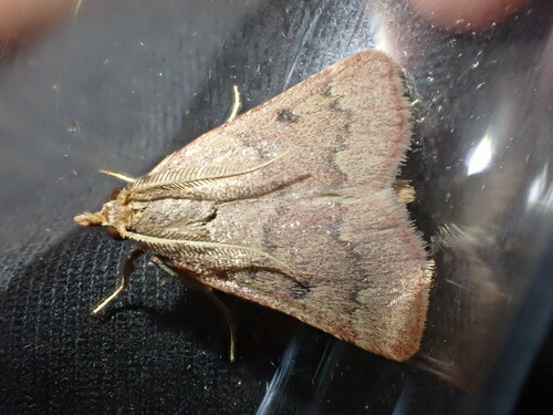 Maradana vidualis