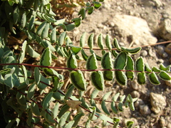 Pellaea bridgesii image