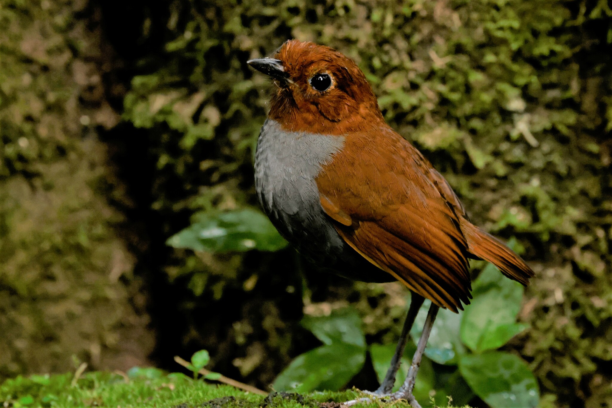 Bicolored Antpitta (Grallaria rufocinerea), photo 5