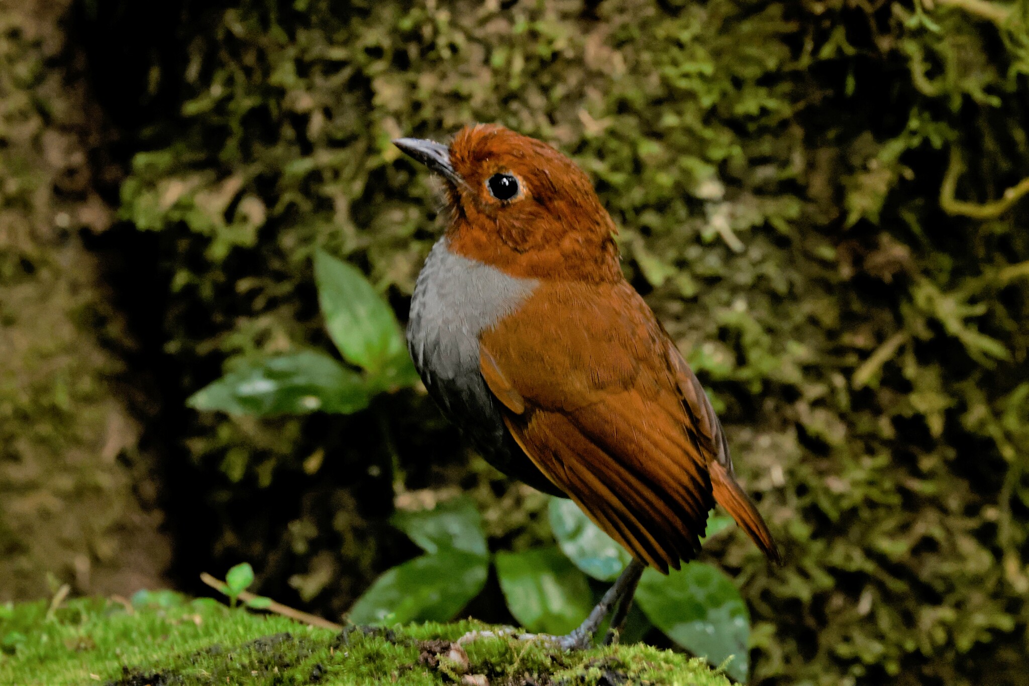 Bicolored Antpitta (Grallaria rufocinerea), photo 6