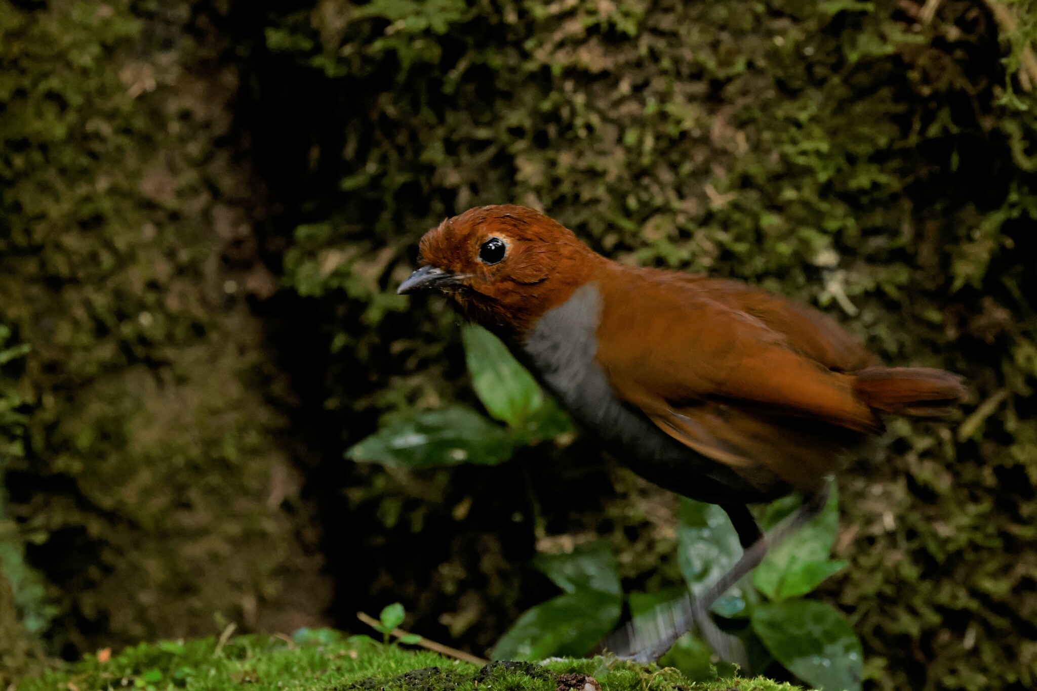 Bicolored Antpitta (Grallaria rufocinerea), photo 7