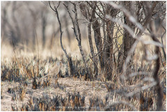 Upucerthia dumetaria