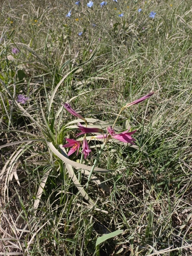 Image of Zephyranthes bifida by (c) Florencia Luna, some rights reserved (CC BY)