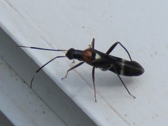 Pseudoxenetus regalis