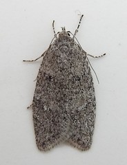 Semioscopis inornata