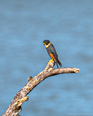 Falco rufigularis image