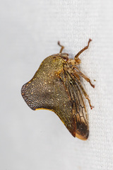 Telamona monticola