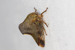 Telamona monticola