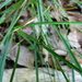 Carex willdenowii - Photo (c) botanygirl, algunos derechos reservados (CC BY), subido por botanygirl