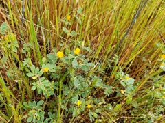 Acmispon wrangelianus