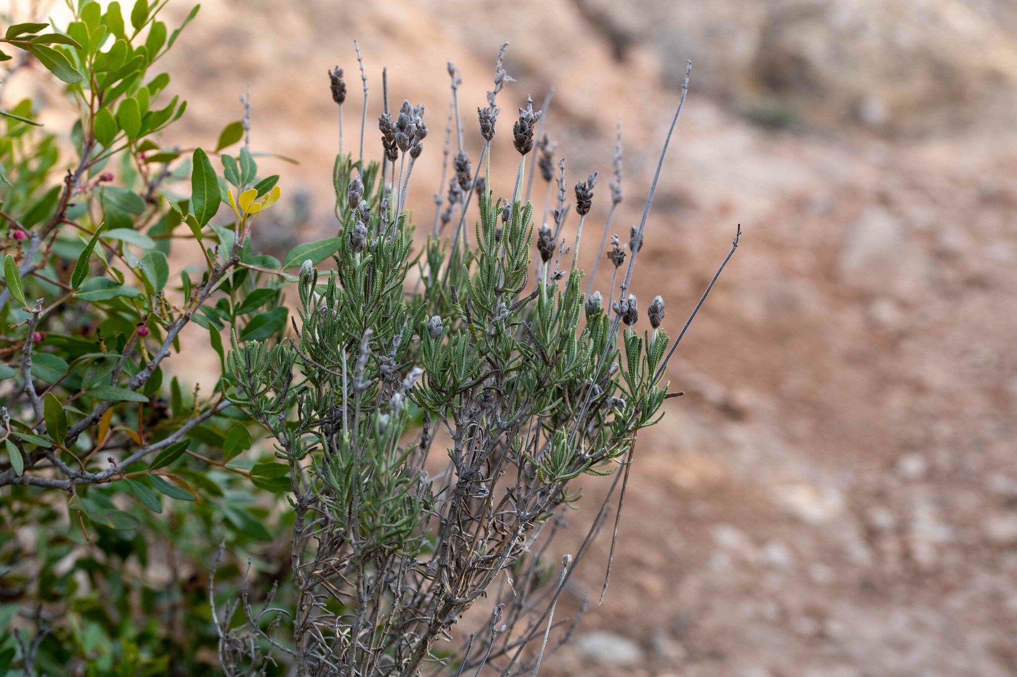 Imagem de Lavanda