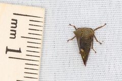 Telamona monticola