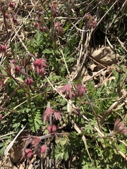 Geum triflorum