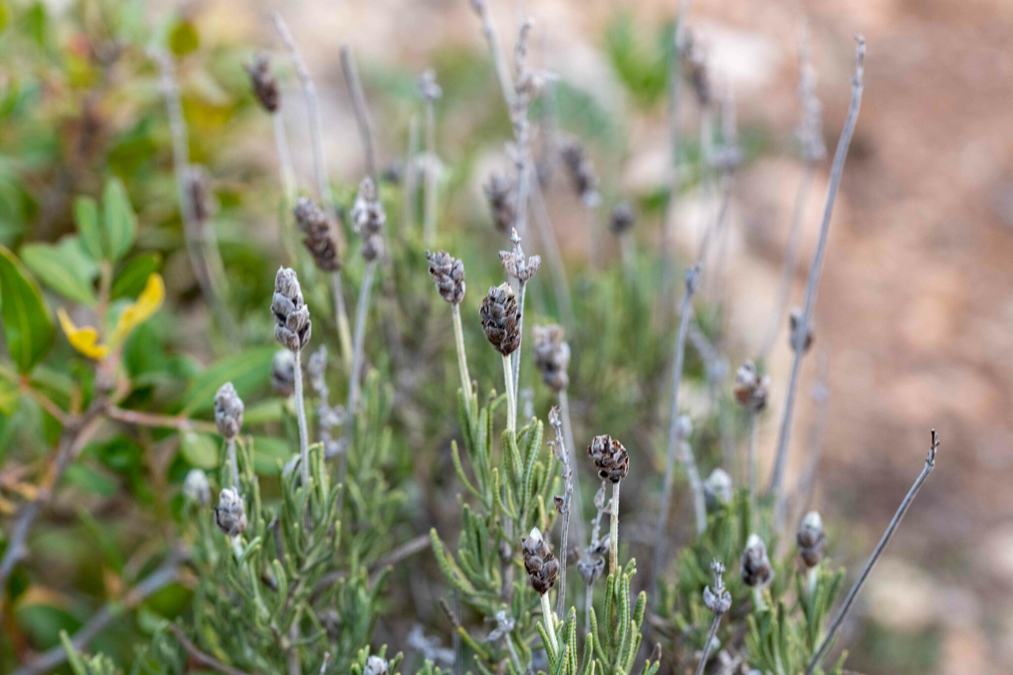 Imagem de Lavanda