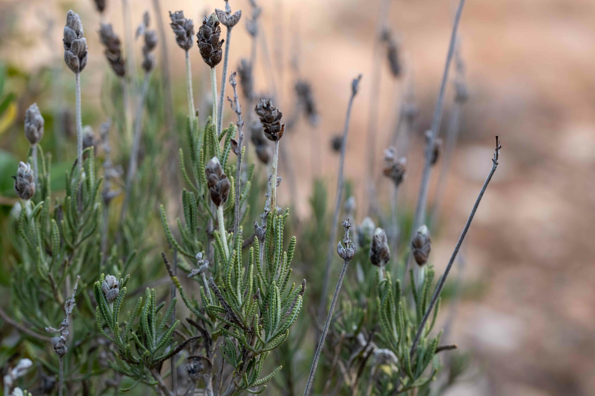 Imagem de Lavanda