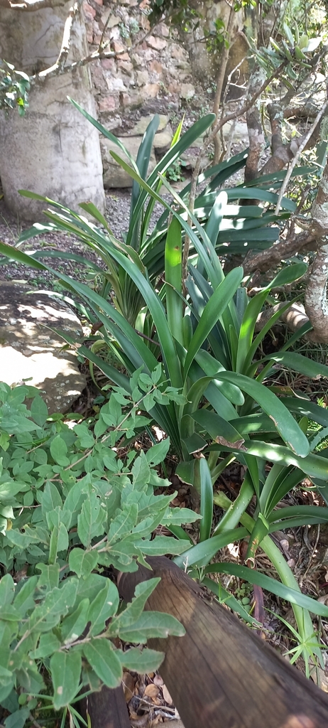 Clivia robusta