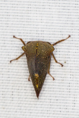 Telamona monticola