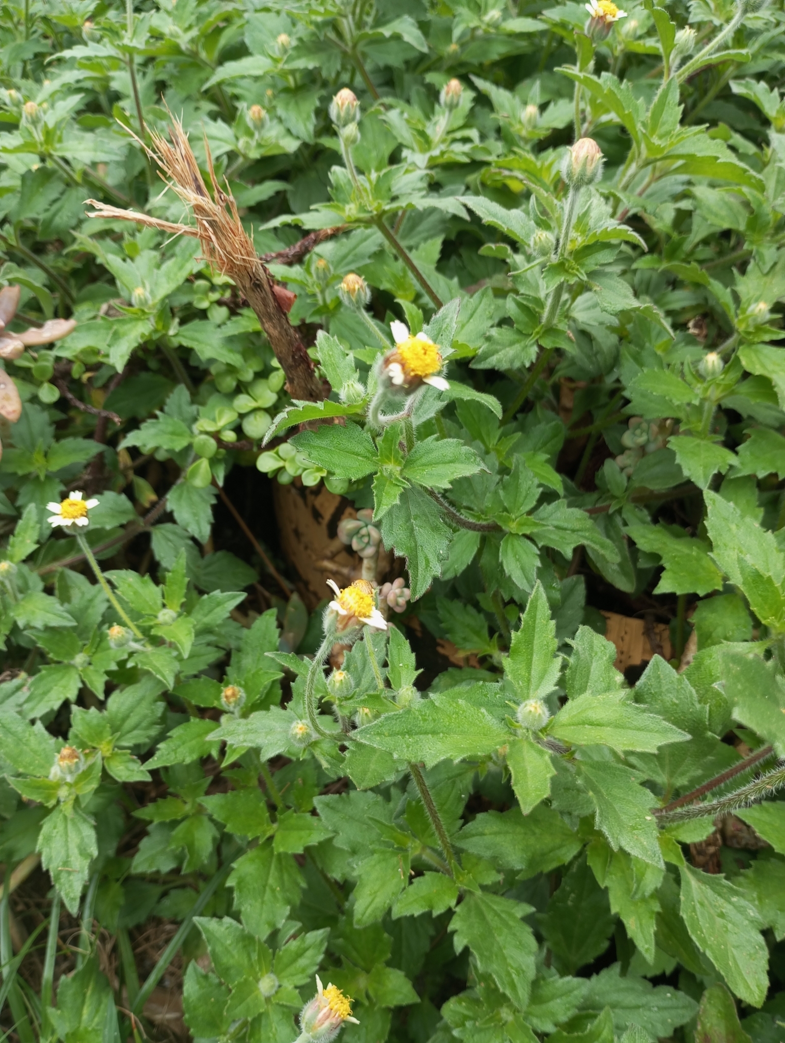 Tridax procumbens