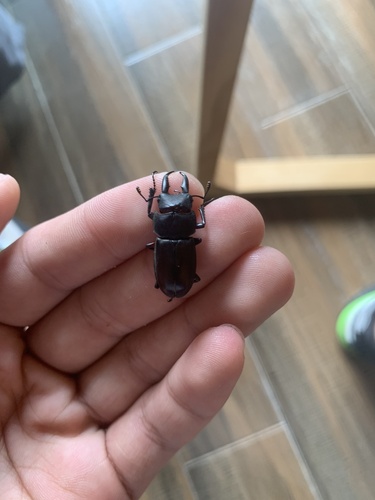 Epidorcus gracilis