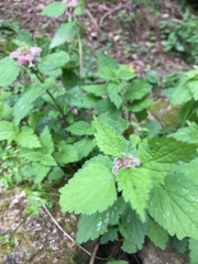Lamium flexuosum