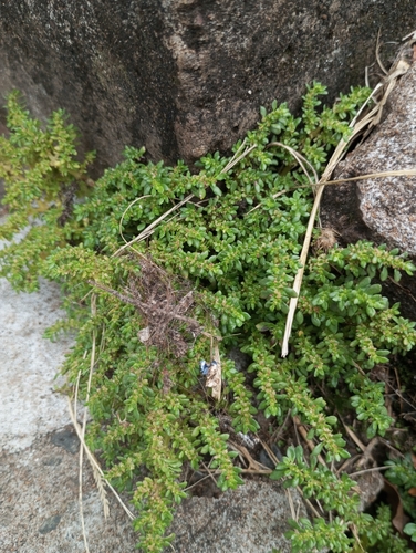 Artillery Plant