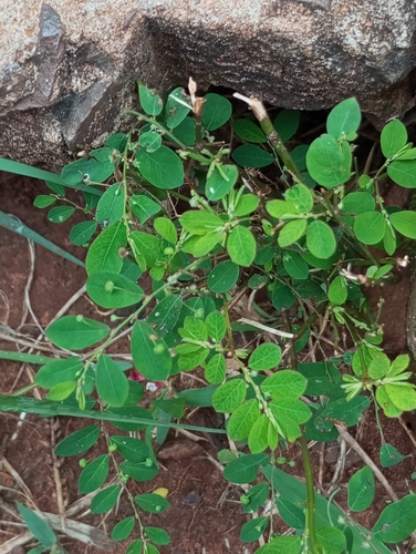 Mascarene Island leaf-flower