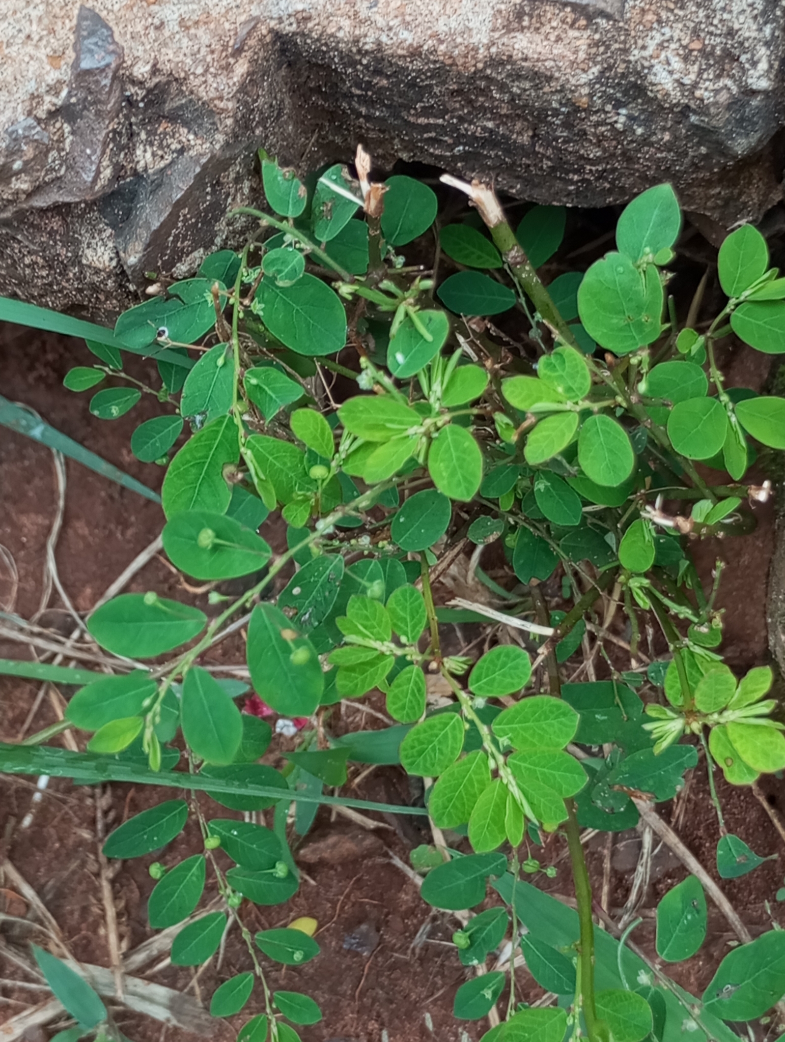 Phyllanthus tenellus