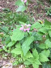 Lamium flexuosum