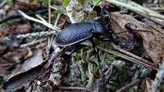 Carabus hortensis