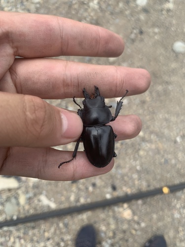 Neolucanus nitidus