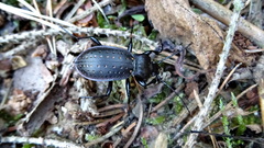 Carabus hortensis