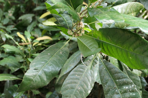 Agrostistachys indica observed 2024-01-19