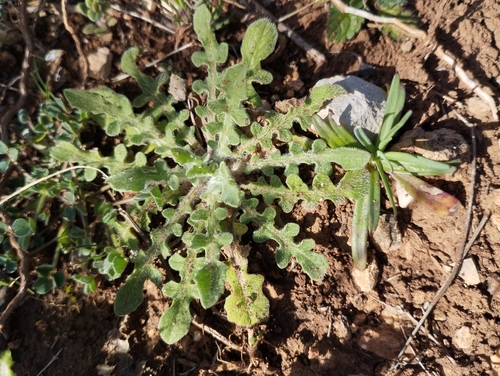 Centaurea melitensis iNat (1)