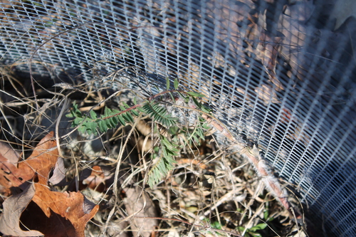 Image of Astragalus tennesseensis by (c) Dominic, some rights reserved (CC BY)
