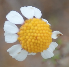 Cymbopappus adenosolen