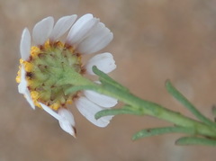 Cymbopappus adenosolen