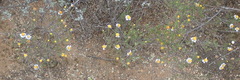 Cymbopappus adenosolen