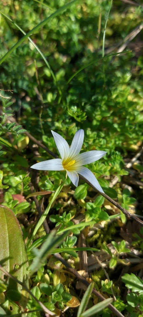 Sand Crocus