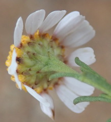 Cymbopappus adenosolen
