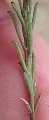 Cymbopappus adenosolen