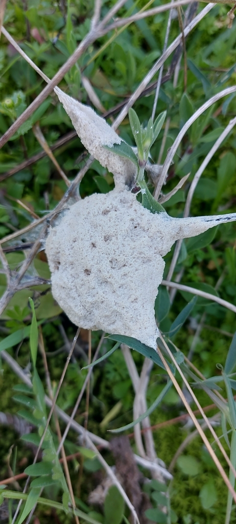 Schaumpilz