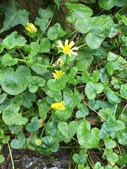 Ficaria verna